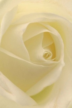 Rendered in striking detail by a Leyton florist, this image uncovers the gentle soul of an ivory rose, its petals curling inwards with the careful precision of nature and expert hands alike. Each velvety layer seems almost translucent, inviting touch and evoking a sense of timeless calm. Dappled, diffused light-reminiscent of the softness found in the early hours by Coronation Gardens-bathes the creamy and pale yellow tones, muting harsh contrasts and enhancing the flower's tranquil beauty. The overall effect is that of a serene moment before celebration, or the heartfelt quiet of sending an anniversary bouquet, expressing volumes without the need for words. The intricate form and gentle movement of each petal pay homage to the classic artistry behind bouquets from local Leyton shops, with freshness preserved for same-day delivery across area homes and businesses. As your senses absorb the scene, you almost detect a faint, sweet fragrance-clean and persistent, bringing comfort and peace. The composition artfully elevates the humble rose into an emblem of enduring affection and thoughtful intention, illustrating why such blooms remain an essential choice for marking all of life's significant moments throughout Leyton.